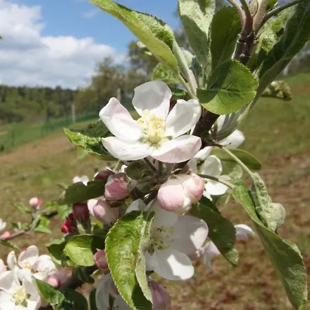Pour 4 Avec Terrasse Couverte, Parking Prive Et Animaux Acceptes - Fr-1-589-367 Semesterbostad